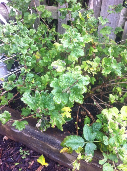 Allotment/Veg Patch Thread 6 -  Weed 'em and Reap!