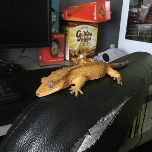 Tell us about your child's most unusual pets for a chance to win a Little Adventurers book plus a Muddy Puddles EcoSplash rain mac