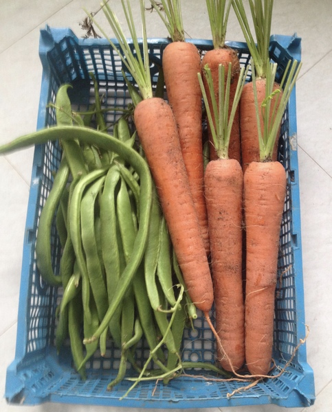 Allotment/Veg Patch Thread 6 -  Weed 'em and Reap!