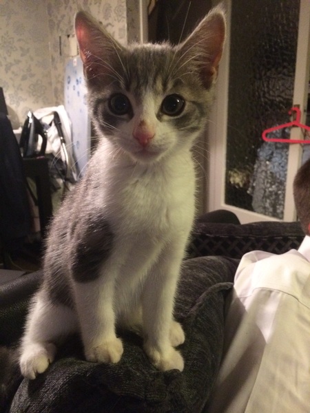 Share my kitteny joy!