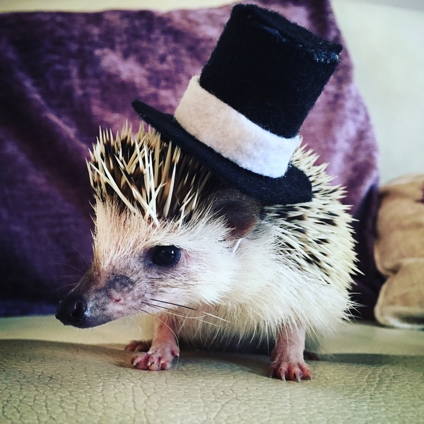 Tell us about your child's most unusual pets for a chance to win a Little Adventurers book plus a Muddy Puddles EcoSplash rain mac