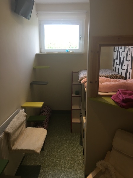 Anyone ever used a cattery?