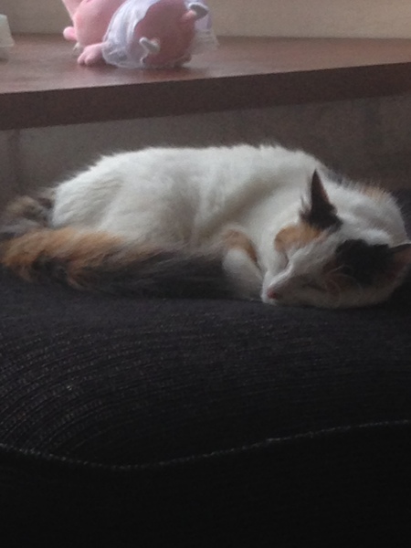 to secretly get rid of our kitten and tell the DC that it ran away?