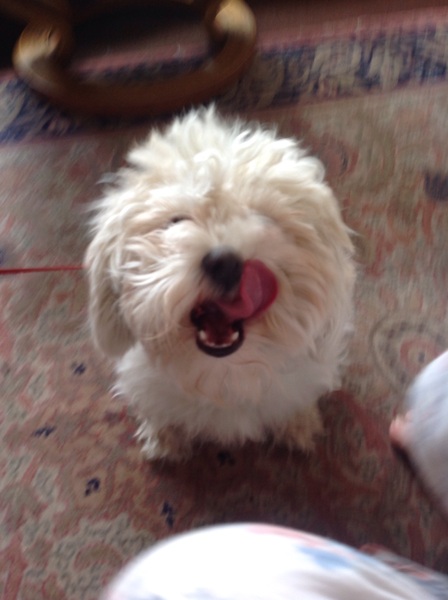 To ask you to share your slightly less than beautiful but much-loved pet pics