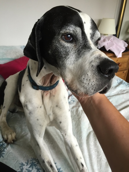 Won't eat, what can we give him