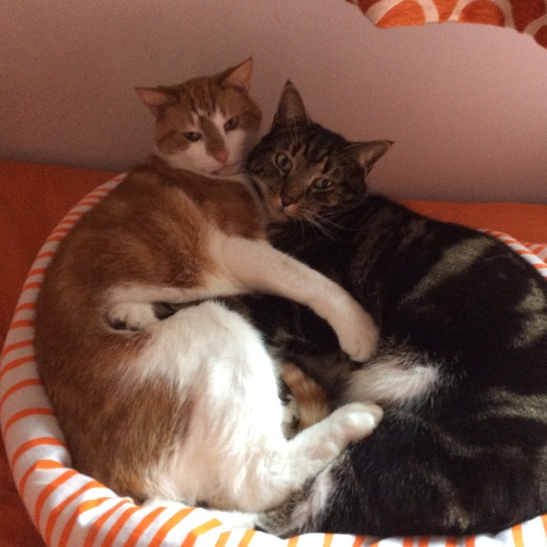 I really fucking love cats!!