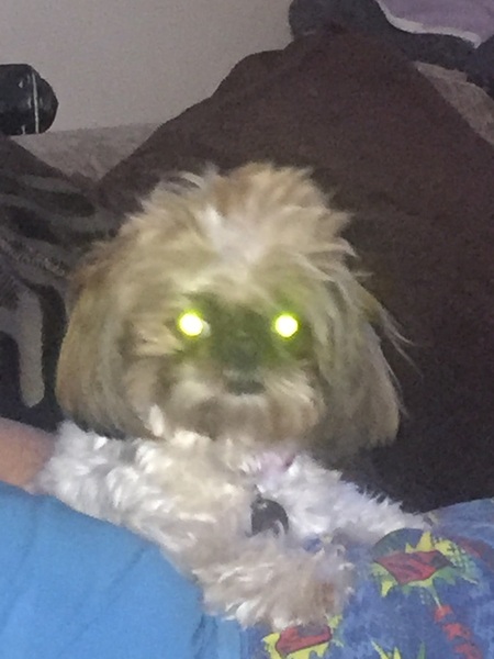 To ask you to share your slightly less than beautiful but much-loved pet pics