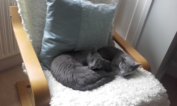 To ask you to share your slightly less than beautiful but much-loved pet pics