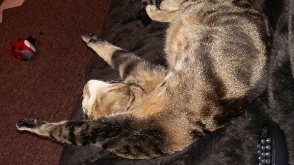 I really fucking love cats!!