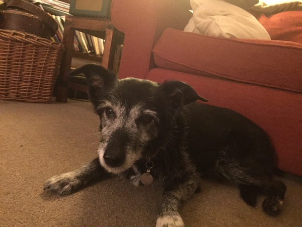 my darling is on her last lap - I need a bit of support