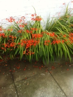 Sorry! Another plant Id