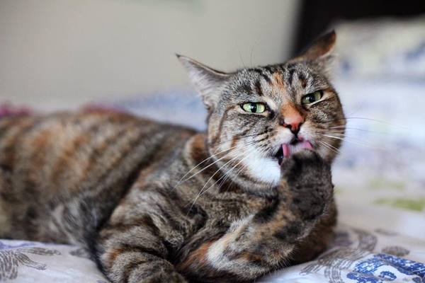 Cat photo thread!