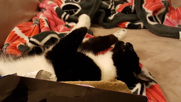 To ask you to share your slightly less than beautiful but much-loved pet pics