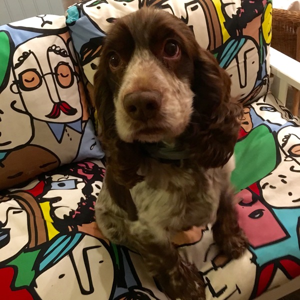To be dog broody?