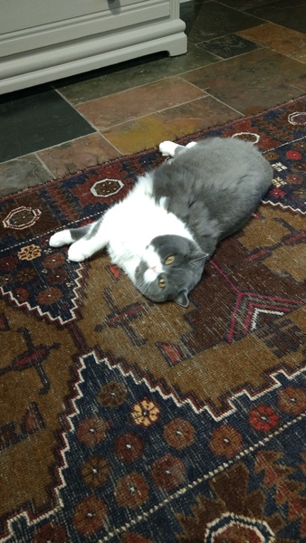 Cat photo thread!