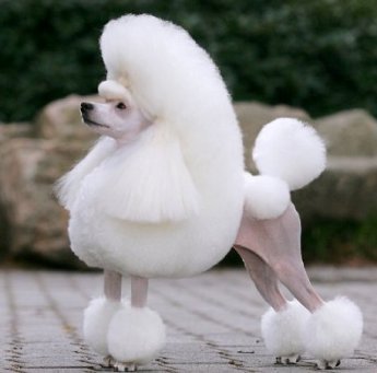 Will all breeds eventually form a poodle puddle?