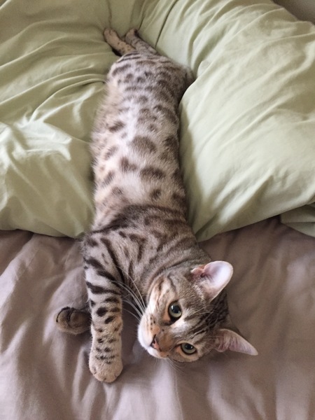Thread for Bengal owners.