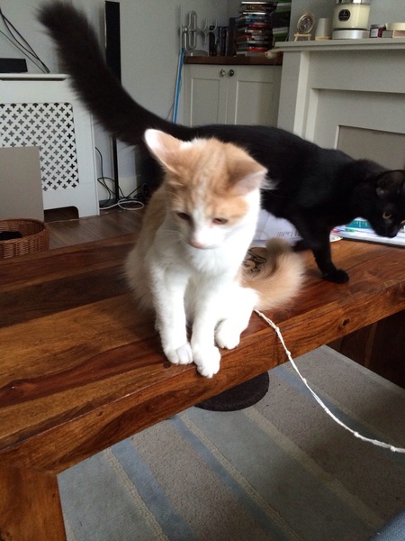 AIBU to feel that the cat is playing silly buggers, and I should not pander to him.