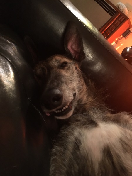 To be dog broody?