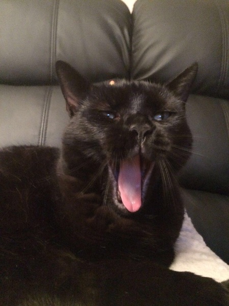 To ask you to share your slightly less than beautiful but much-loved pet pics
