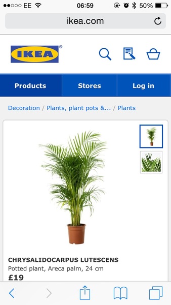 What plants do you have in your house?