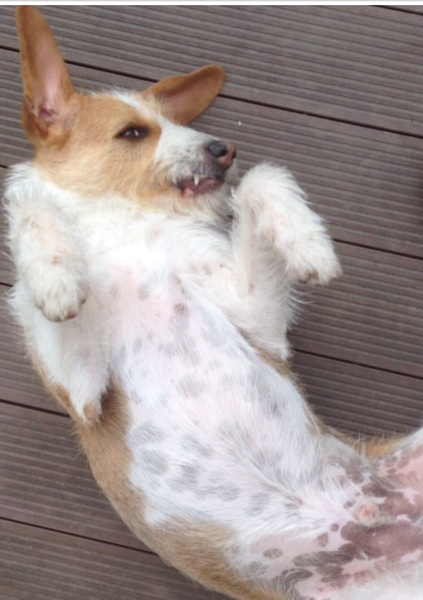 To ask you to share your slightly less than beautiful but much-loved pet pics