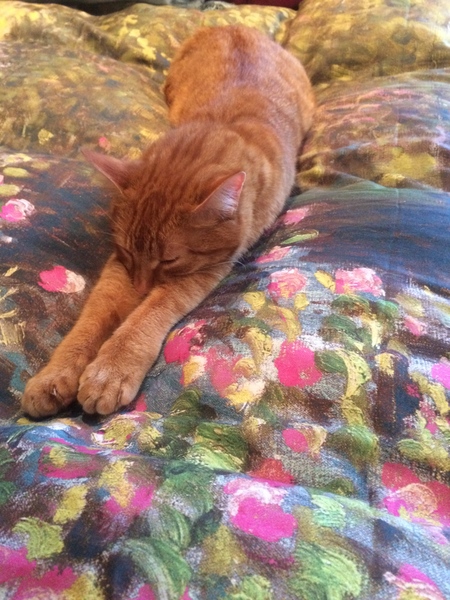 Would it be possible for my lovely boy to adapt to living in a flat?
