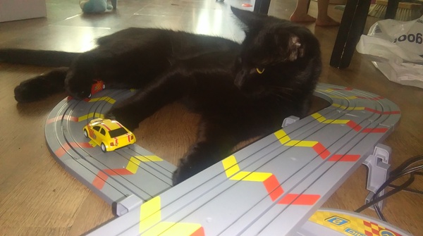Balancing objects on cats.