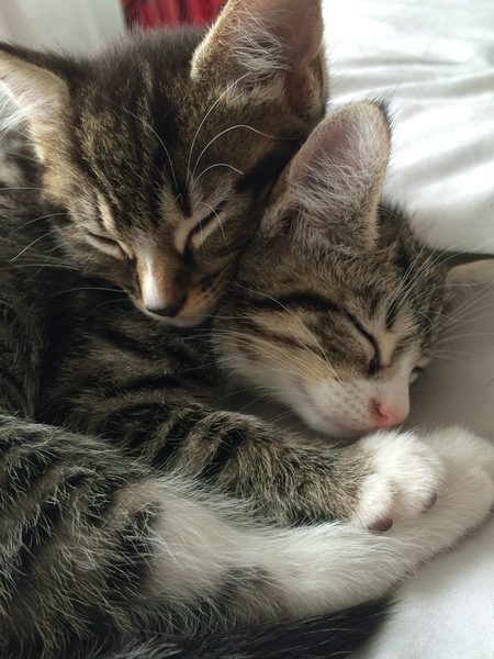 New Kittens. Photos and need names