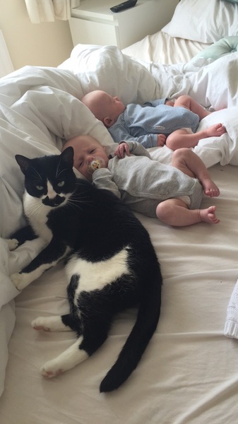 Cat photo thread!