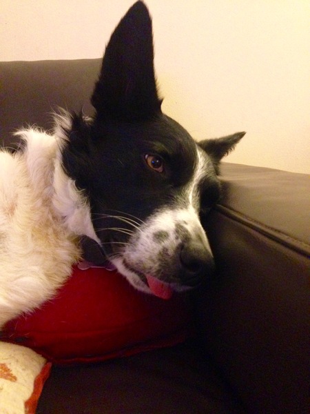 To ask you to share your slightly less than beautiful but much-loved pet pics