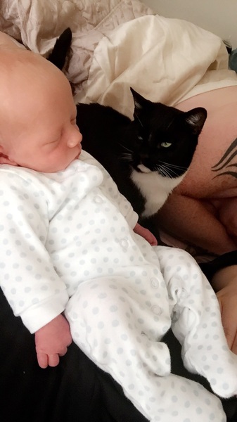 Cat photo thread!