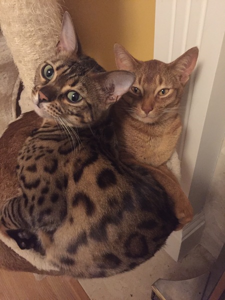 Thread for Bengal owners.
