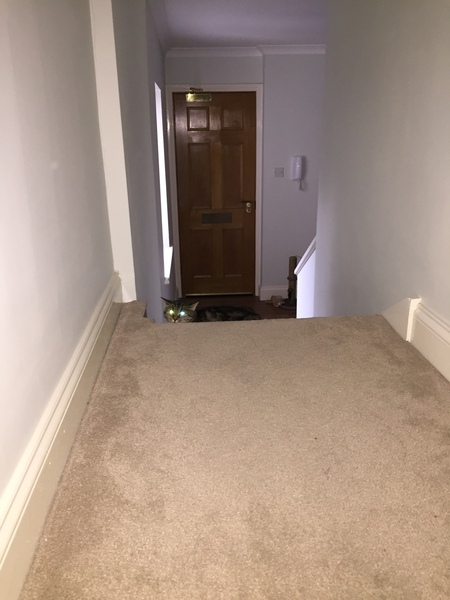 The Friendly Frugaleers, figuring out our finances with furry feline photos!