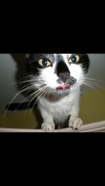 To ask you to share your slightly less than beautiful but much-loved pet pics