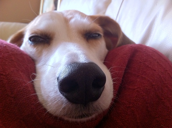 To ask you to share your slightly less than beautiful but much-loved pet pics