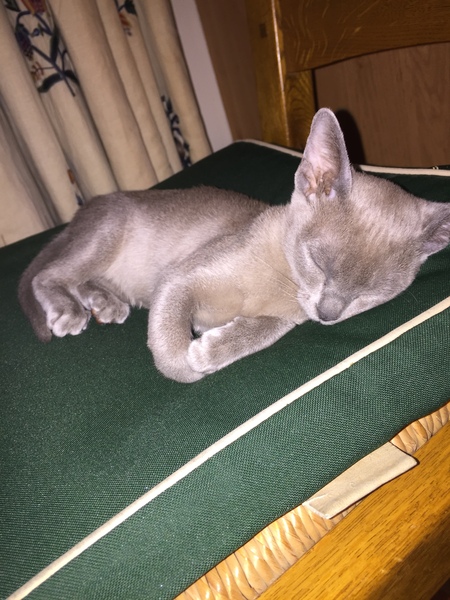 I love my cat so much it hurts. Is this normal?