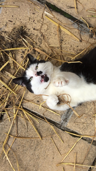 To ask you to share your slightly less than beautiful but much-loved pet pics