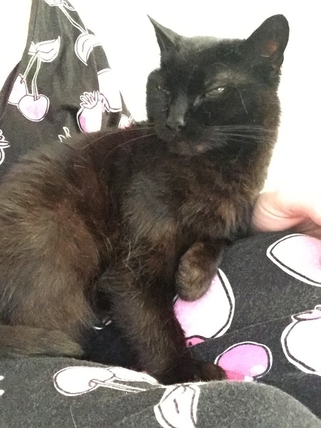 Will my cat ever be a lap cat?