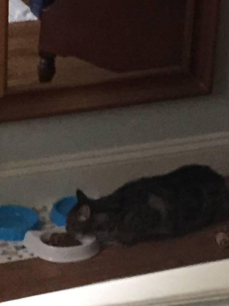 The Friendly Frugaleers, figuring out our finances with furry feline photos!