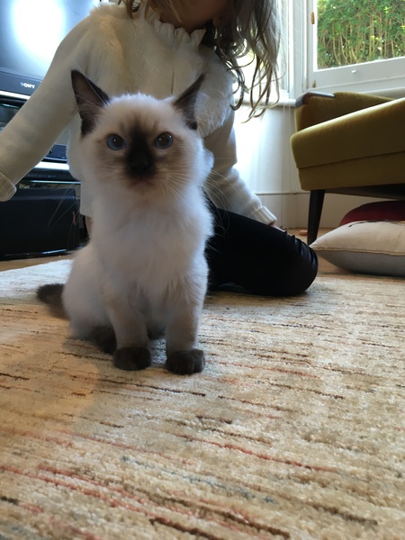 another  yowling kitten question- help!