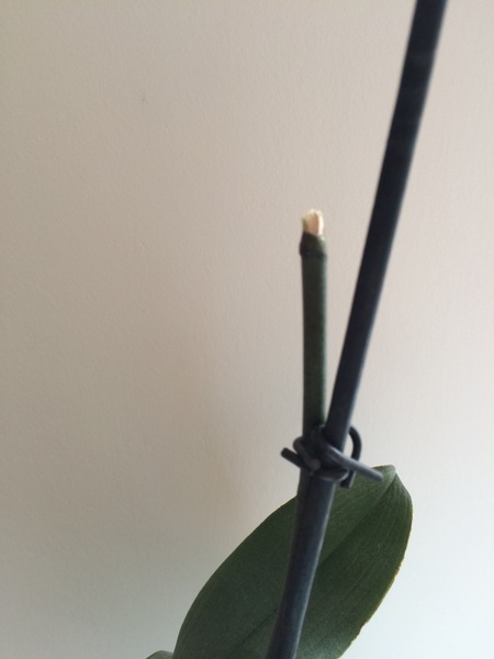 What am I doing wrong with my orchids?