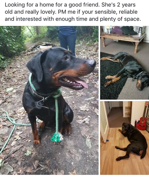 2 year old doberman/rottweiler cross in desperate need of a home