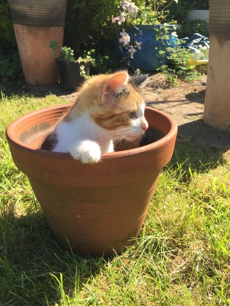 Photos of cats in gardens anyone?