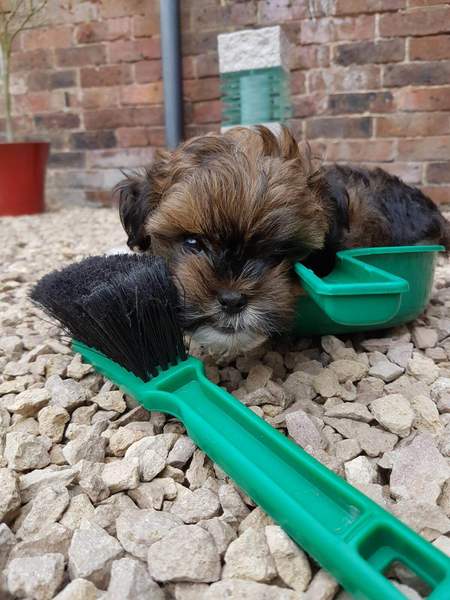 To be dog broody?