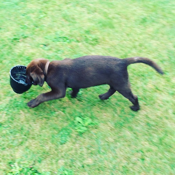 Puppies and Nipping