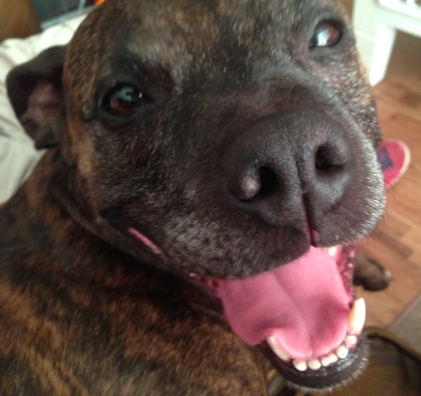 To ask you to share your slightly less than beautiful but much-loved pet pics