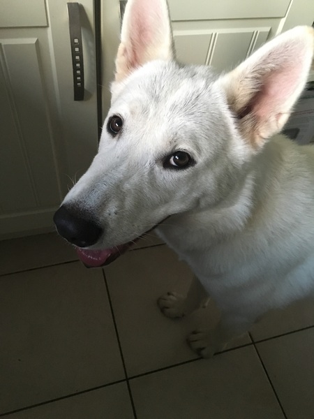 So went to the husky rescue....