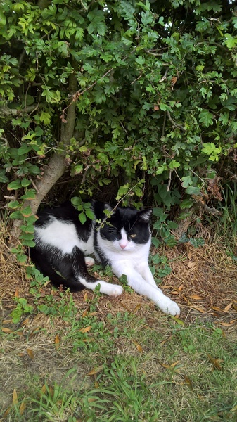 Photos of cats in gardens anyone?
