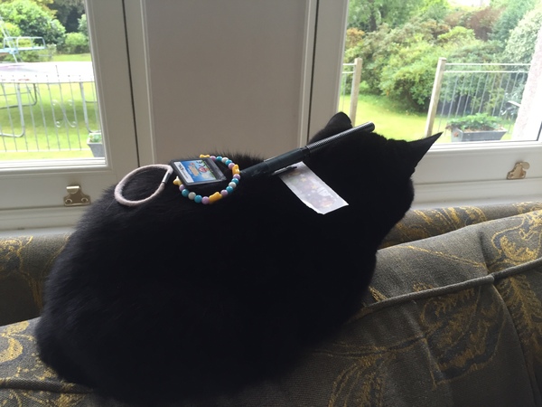 Balancing objects on cats.